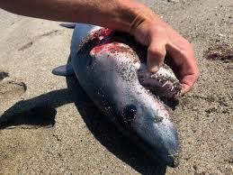 The baby great white shark, also known as the baby gw, is the baby version of the playable great white shark in hungry shark evolution. Those Aren T Baby Great White Sharks Washing Up On The Oregon Coast Katu