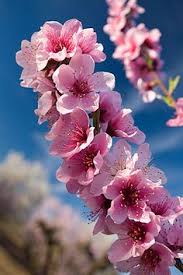 The main purpose of the peach tree flower's is that to attract the bees so they can put pollen and help peaches grow. 8 Gardens Ideas Peach Blossoms Blossom Peach Trees