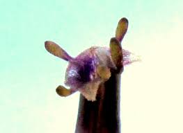 Image result for Schwenckia