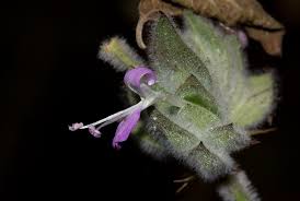 Image result for Dicliptera heterostegia