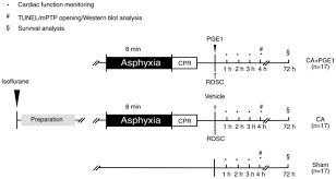 4.4 out of 5 stars. Prostaglandin E1 Attenuates Post Cardiac Arrest Myocardial Dysfunction Through Inhibition Of Mitochondria Mediated Cardiomyocyte Apoptosis