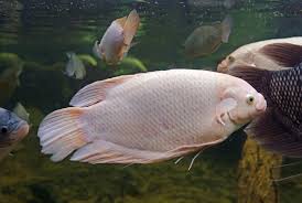 Giant Gourami Care Guide Size Behavior Diet And More Aquariadise