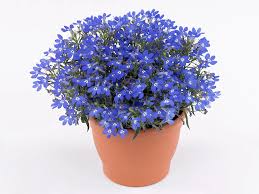 Image result for Lobelia erinus