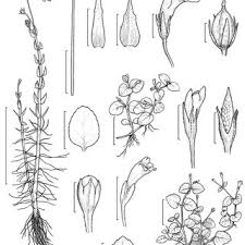 Image result for Stemodiopsis glandulosa