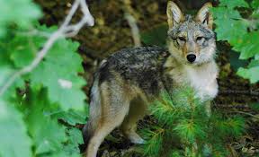 Squam lake natural science center is open daily from may through november 1 from 9:30 am to 4:30 pm, though some parts of the facility may not always be open, depending on the weather. Squam Lakes Natural Science Center Center Harbor Inn