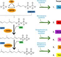 Frontiers | Plant-based secondary metabolites as natural ...