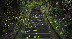 نتیجه جستجوی لغت [fireflies] در گوگل