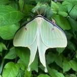 Moth Extravaganza