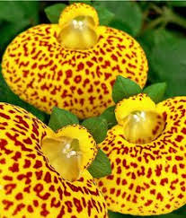 Image result for Calceolariaceae