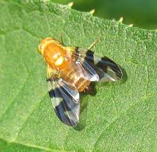 Image result for Rhaphiostylis