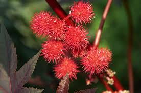 Peperomia ferreyrae commonly know as the happy bean plant and pincushion peperomia. Castor Bean Plants Care Growing Guide