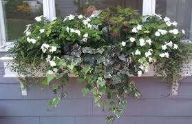 For example, shaping techniques like pruning, the simplest way to provide extra light is to place the bonsai close to an outside window. 11 Flower Boxes Ideas