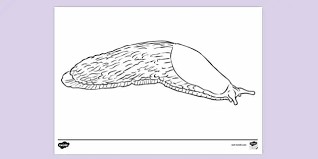 Shallow water heterobranch sea slugs. Slugs Colouring Sheet Colouring Sheets