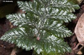 Image result for Abrodictyum rigidum