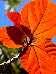 Image result for Ficus persicifolia