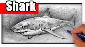 Check spelling or type a new query. How To Draw A Shark With Pencil Youtube