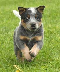 Australian Cattle Dog Blue Heeler Have Had 3 Of These Blue Heeler Puppies Heeler Puppies Cattle Dog Puppy