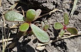 Image result for Portulaca oleracea