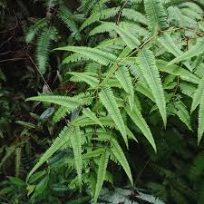 Image result for Dicranopteris elegantula