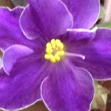 Eastern gold finch state animal: Southern New Jersey African Violet Club Home Facebook