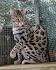 Breeders of Bengal Cats | Kitten for Sales | Rising Sun Farm