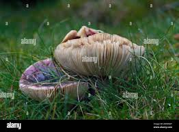 Image result for Russula sp