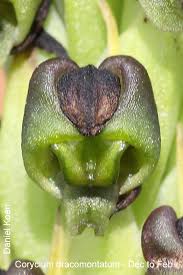 Image result for Corycium