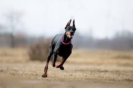 How Fast Can A Doberman Run 6 Speed Clocked Dobermans Doberman Doberman Pinscher Dog Doberman Pinscher