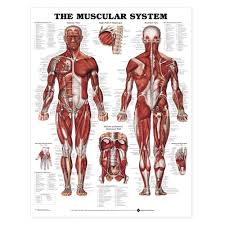 The Muscular System Anatomical Chart Poster Laminated