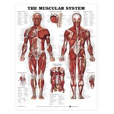 the muscular system anatomical chart poster laminated