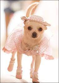 Beverly Hills Chihuahua Cute Chihuahua Beverly Hills Chihuahua Chihuahua Love