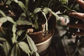 From spring to fall, fertilize your christmas cactus. How To Repot A Christmas Cactus The Heirloom Lady