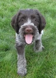 How much does a wirehaired pointing griffon on average? Korthals Griffon Puppies