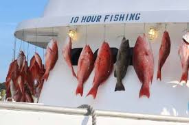Hubbard prefers greenbacks or live shrimp. 2021 Florida Red Snapper Season Guidelines