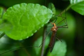 Image result for Rinorea ferruginea