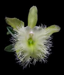 Image result for Dignathia gracilis