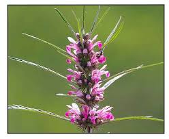 Image result for Leonurus japonicus