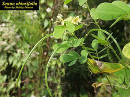 Image result for Senna obtusifolia
