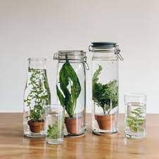 Maybe you would like to learn more about one of these? 11 Idees De Jardin Aquatique Interieur Jardin Aquatique Interieur Jardin Aquatique Jardins
