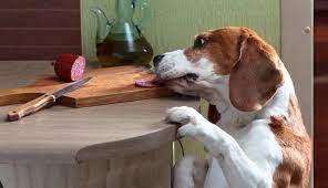 Dogs are some of the most beloved pets for us to have around. Can Dogs Eat Pepperoni Is Pepperoni Bad For Dogs Pet Diet Guide