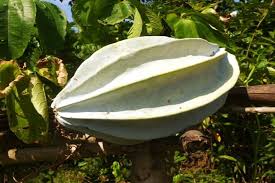 Image result for Telfairia occidentalis