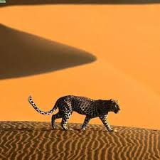 الفهد الصياد من حيوانات الصحراء الجزائرية Algerian Sahara الجزائر تونس المغرب الامارات السعودية قطر الخليج العربي الخليج مص Africa Namibia Animals