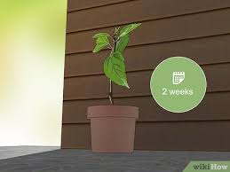 Place the hibiscus cutting in partial shade. How To Propagate Hibiscus With Pictures Wikihow