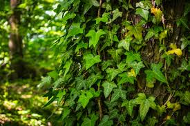 How do you get rid of ivy in the garden. How To Get Rid Of Ivy Tips To Make It Easier