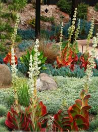 Kalanchoe Luciae Paddle Plant World Of Succulents Drought Tolerant Garden Xeriscape Succulents Garden