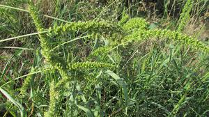 Image result for Heteranthoecia