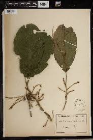 Image result for Maesobotrya