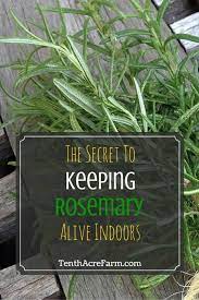 The Secret To Keeping Rosemary Alive Indoors Rosemary Plant Herbs Herbs Indoors