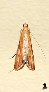 Image result for Euclasta