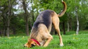 Any instinctive behavior is difficult to train away. 7 Reasons Your Dog Suddenly Started Digging Holes In Your Yard
